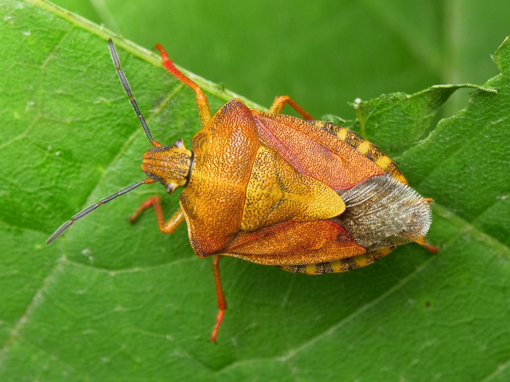 Carpocoris purpureipennis (De Geer, 1773)